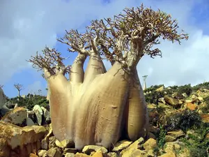 trees-baobab.webp