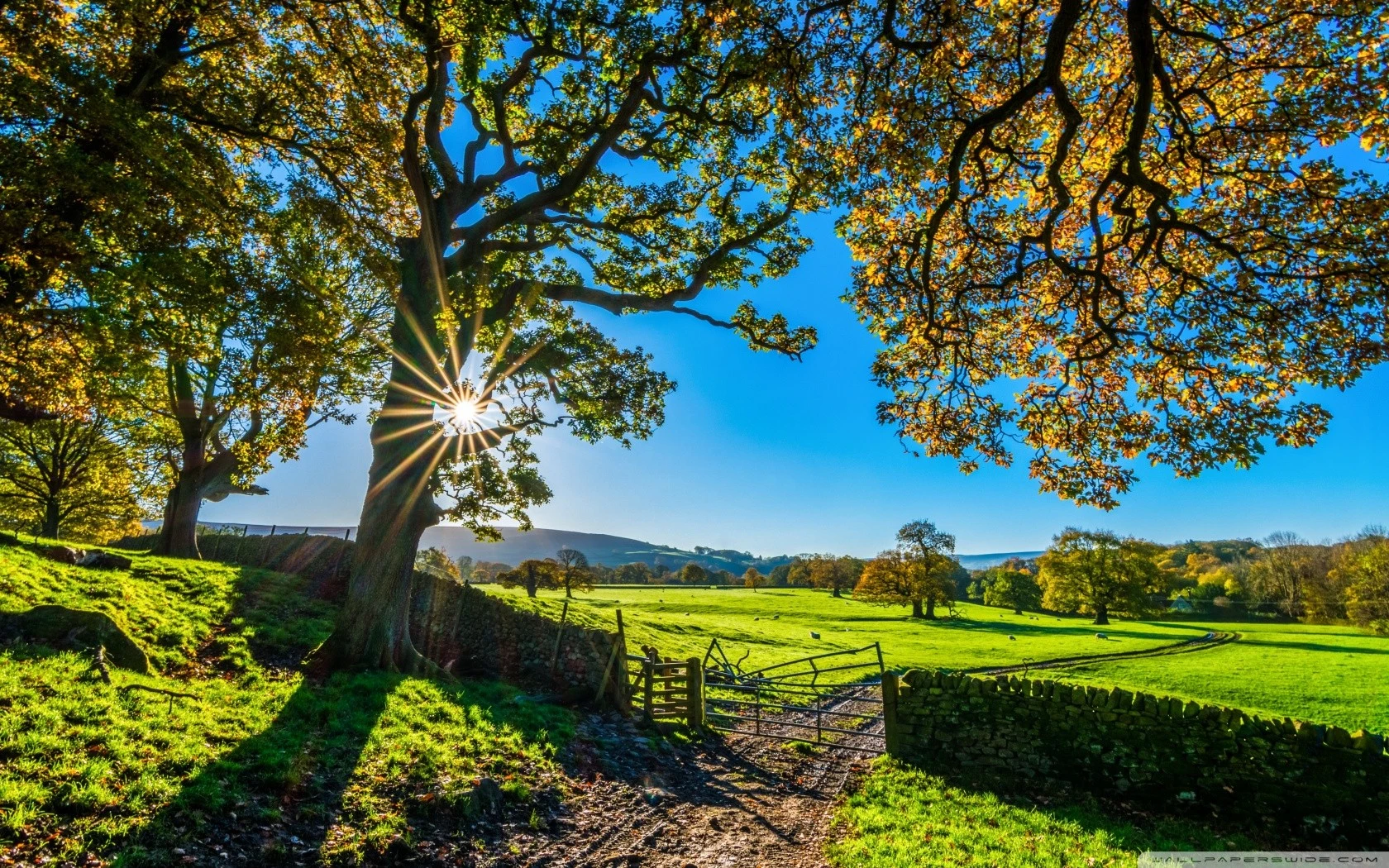 trees-green-england-countryside.webp